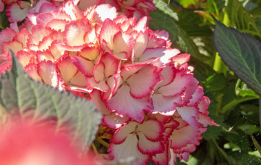 Hydrangea macrophylla plant cultivar flowers. White petals with pink serrated edge.
