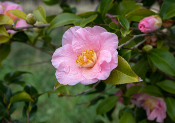 Pale pink camellia japonica or japanese camellia flower
