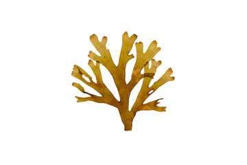 Forked ribbon seaweed or dictyota dichotoma isolated transparent png. © photohampster