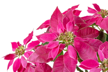 Poinsettia Christmas pink flowers in the corner isolated transparent png