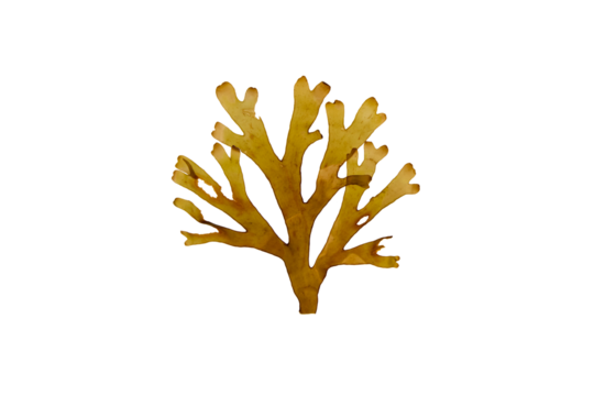 Forked ribbon seaweed or dictyota dichotoma isolated transparent png.