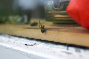 A detailed image showing a bug resting on a window ledge