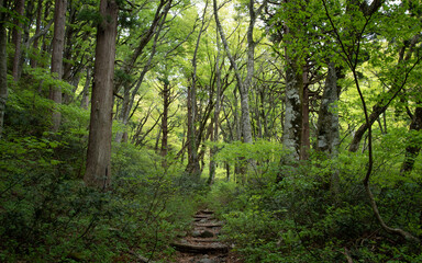 Path in the woods filled with lush green leaves.