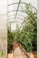 Large greenhouses for growing homemade vegetables. The concept of gardening and life in the country.