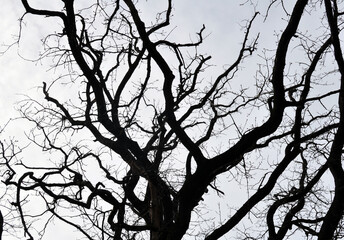 Landscape, Oak Branches Dark Silhouettes Against the Background of a Gray Winter Sky
