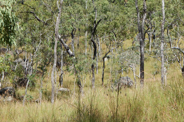 Far North Queensland's bushwalking paradise: Emerald Creek near Mareeba.