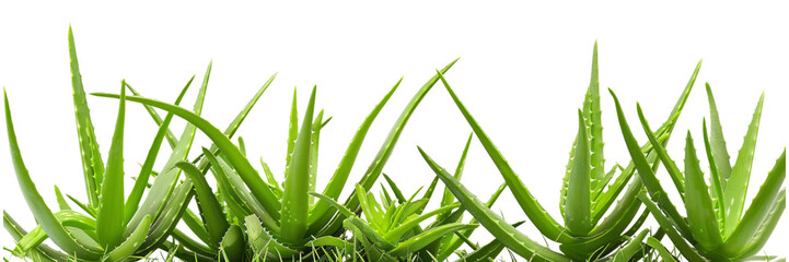 Fresh Aloe Vera Plant Isolated on Transparent Background, Ideal for Skincare Products and Medicinal Uses