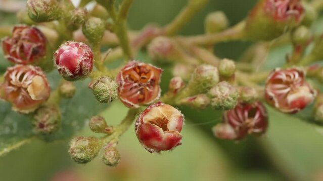 Fire thorn Pyracantha flowers in extreme macro close up stock footage