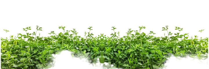 Obraz premium Vibrant Herb Garden Isolated on Transparent Background, Perfect for Culinary Use and Garden Design Content