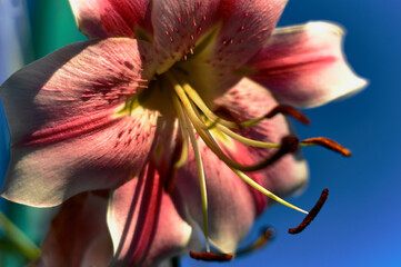 A large lily flower bent under its own weight, large white-red petals, a beautiful flower shape,...