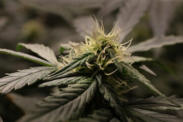 Marihuana Pflanze Cannabis Knospe vor der Blüte