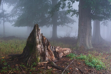 Amazing Carpathian forest in fog, Slovakia