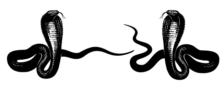 snake silhouette vector