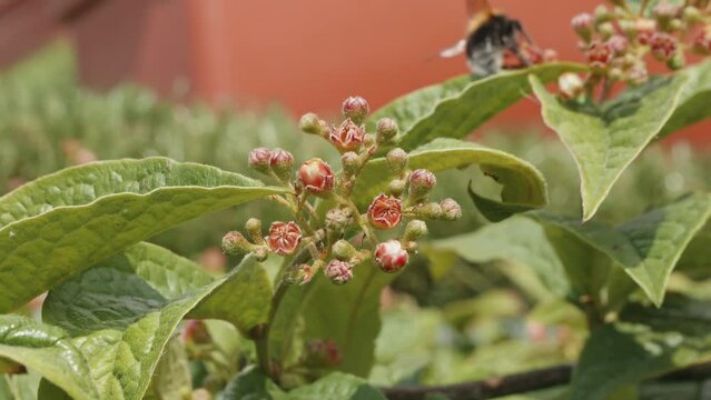 Fire thorn Pyracantha flowers in extreme macro close up stock footage