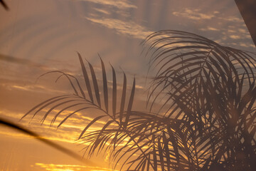 Obraz premium Palm leaves, sun and sky reflected in the milky glass.