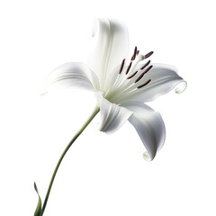 Elegant close-up of a single white lily on a black background, showcasing its delicate petals and natural beauty.