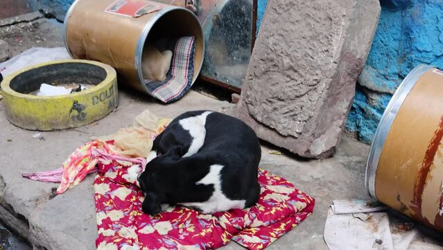 dog shelter at city street at morning form flat angle