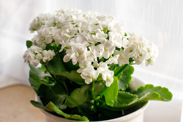 white Kalanchoe blossfeldiana in a pot at home indoor plants