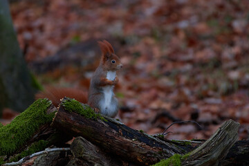 Cute red squirrel on carpathian forest, Slovakia