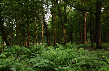 summer landscape with sunny forest