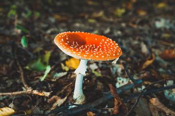 Red toadstool seen up close