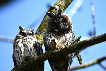 Junge Waldohreulen, zwei Ästline