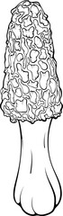 Long morel mushroom. Morchella forest autumn edible mushroom. Vector illustration in hand drawn sketch doodle style. Line art graphic vegetarian food isolated on white. Design for coloring book