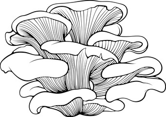 Oyster mushrooms bunch. Forest wood edible mushroom. Vector illustration in hand drawn sketch doodle style. Line art graphic healthy vegetarian food isolated on white. Design for coloring book