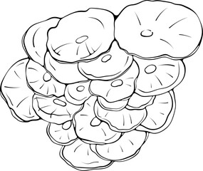 Oyster mushrooms bunch top view. Forest wood edible mushroom. Vector illustration in hand drawn sketch doodle style. Line art graphic vegetarian food isolated on white. Design for coloring book