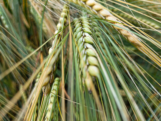 Green spikelet Ear grows in the field