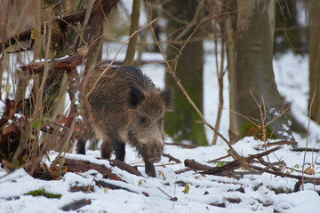 Wild boar ,, sus scrofa,, on amazing danubian forest, Slovakia