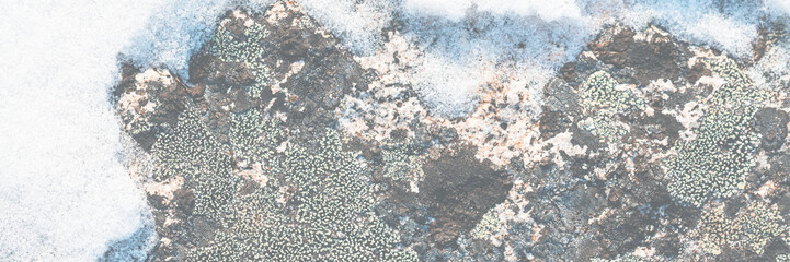 Lichen stone in the snow. Natural winter background. Closeup top view. The nature of the Arctic. Polar region.