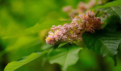 ピンク色のムラサキシキブの花のクローズアップ