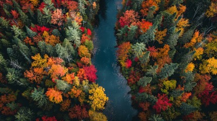 Obraz premium Vibrant Autumn Forest Panorama: River Meandering Through a Patchwork of Red, Orange, Yellow, and Green Trees from an Elevated Viewpoint