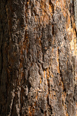 Pine tree bark detail.