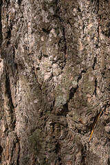 Pine tree bark detail.