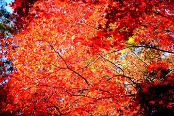 赤く紅葉した木の葉