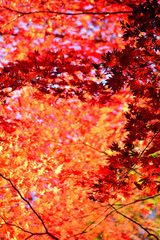 赤く紅葉した木の葉