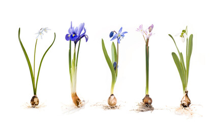 Ansicht bunter Blumen mit Zwiebel