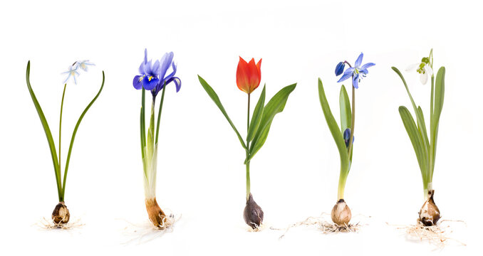 Ansicht bunter Fr&uuml;hlingsblumen mit Zwiebel