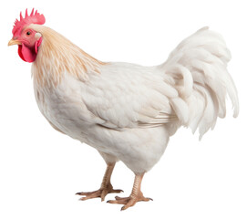 Fototapeta premium PNG Chicken poultry animal bird.