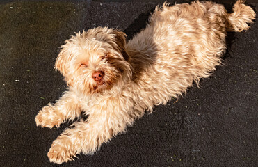 Cute Havanese dog portrait on a sunny summer day