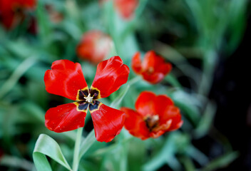 Beautiful of tulipa, Tulipa agenensis.