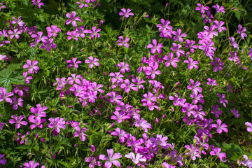 Purple Hardy Geranium wallichianum, or cranesbill