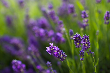 Obraz premium lavender flowers in a garden