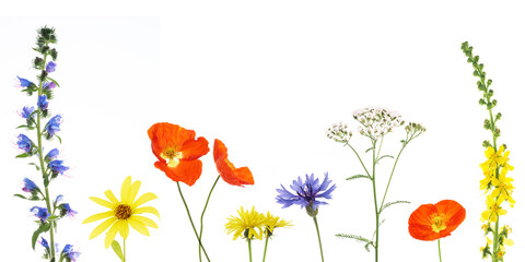 Ansicht bunter Wildblumen in gelb,blau, rot