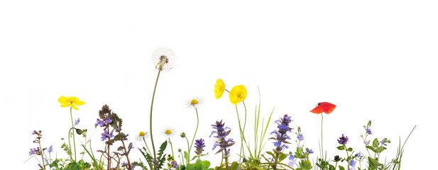 bunte Blumenwiese isoliert auf weiss