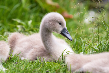 Gray mute swan (Cygnus olor) chick  lying on the grass