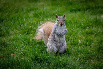 Grey Squirrel