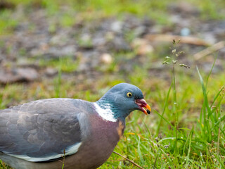 Ringeltaube (Columba palumbus)